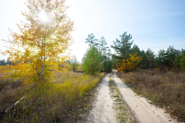 Осенний Лес Грунтовая Дорога Яркий Солнечный День — стоковое фото