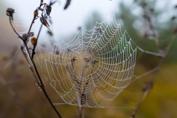 Closeup Spider Web Water Drops Bush Branch Wet Quiet Autumn — Stock Photo, Image
