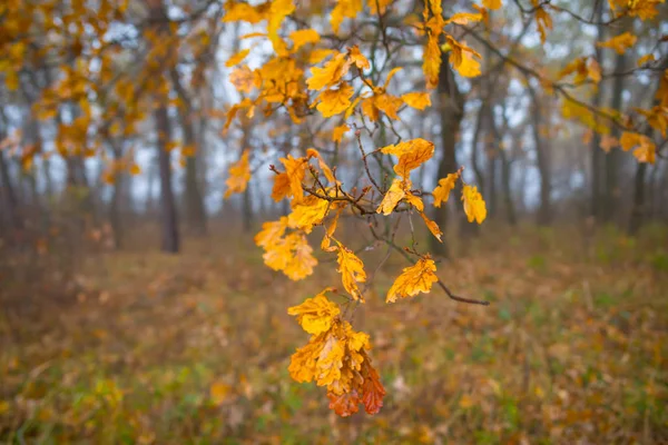 Primer Plano Rama Roble Rojo Otoño Bosque Brumoso Fondo Otoño — Foto de Stock