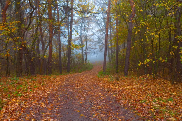autumn misty forest glade il a red dry leaves, misty scene