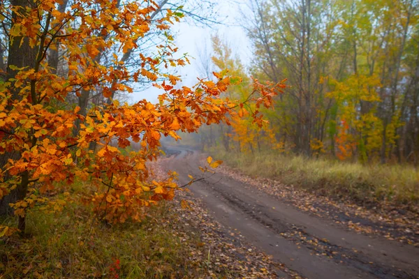 Camino Tierra Través Del Bosque Otoño Rojo Brumoso — Foto de Stock