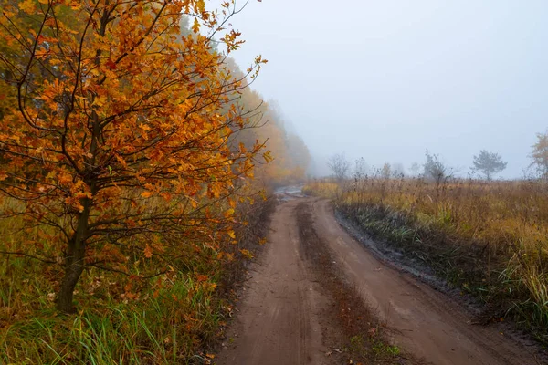 Camino Tierra Sobre Lado Del Bosque Una Niebla —  Fotos de Stock