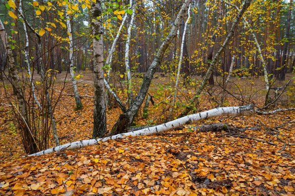 红色干叶覆盖的小桦树林 秋天的森林景象 — 图库照片