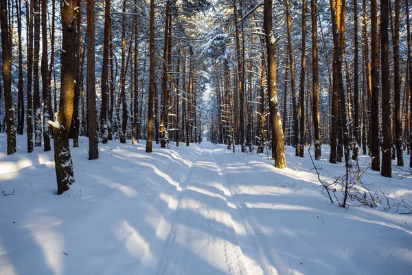 明るい冬の日のシーン冬の雪に覆われた松林の道 — ストック写真