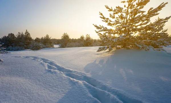 Vinter Snöbunden Slätt Med Mänskliga Spår Nära Tallskog Vid Solnedgången — Stockfoto