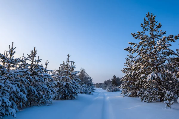 Kış Akşamları Karla Kaplı Yol Sakin Kış Arkaplanı — Stok fotoğraf