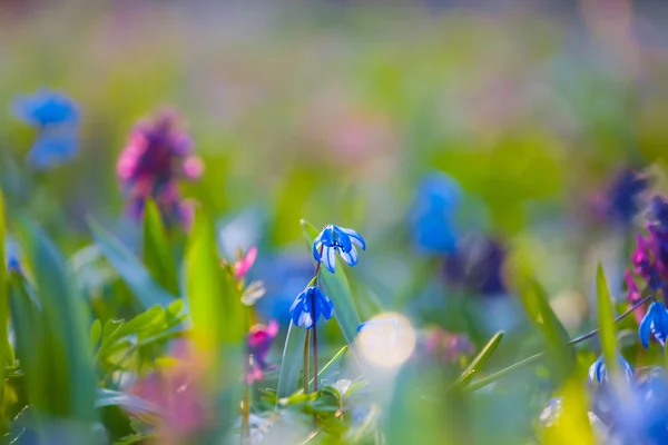 Closeup Beautiful Spring Flowers Forest Closeup Outdoor Background — Stock Photo, Image