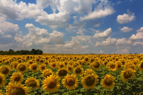 Vacker Gyllene Solrosfält Varm Glittrande Sol Sommar Jordbruk Scen — Stockfoto