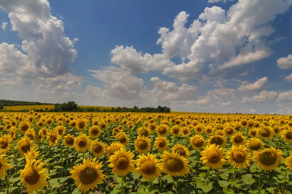 Beautiful Golden Sunflower Field Summer Agricultural Scene — Stock Photo, Image
