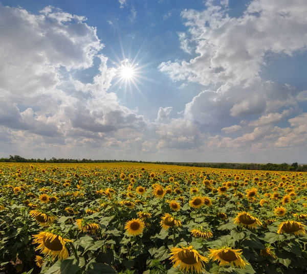 Vacker Gyllene Solrosfält Varm Glittrande Sol Sommar Jordbruk Scen — Stockfoto