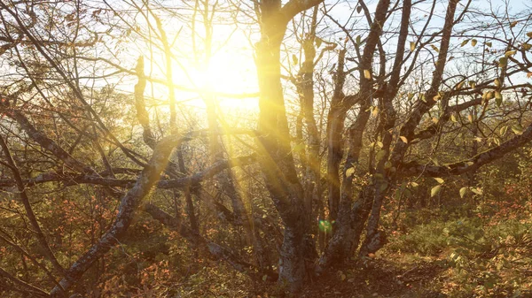 Zbliżenie Drzewo Promieniach Starkle Słońce Jesienna Scena Lasu — Zdjęcie stockowe
