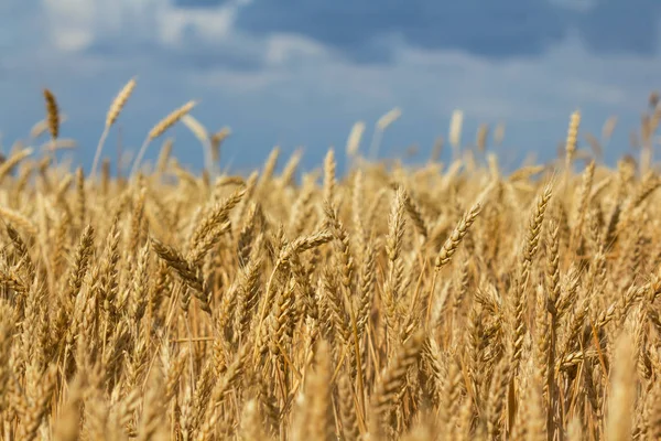 Primer Plano Campo Trigo Dorado Verano Bajo Cielo Azul Nublado — Foto de Stock