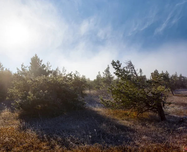Fenyőerdő Között Préri Köd Alatt Csillogó Nap — Stock Fotó