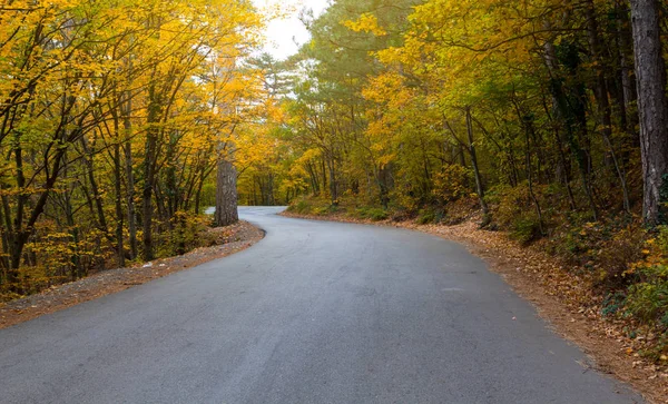twisted asphalt road among golden autumn forest