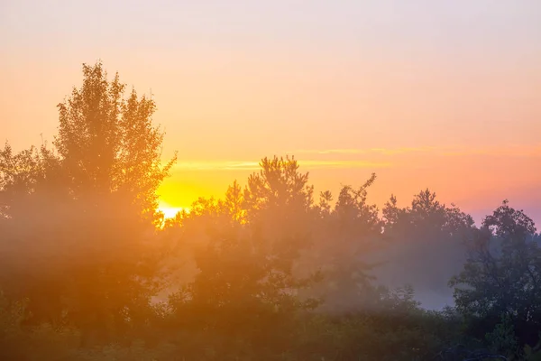 霧に包まれた夏の森日の出屋外の背景 — ストック写真