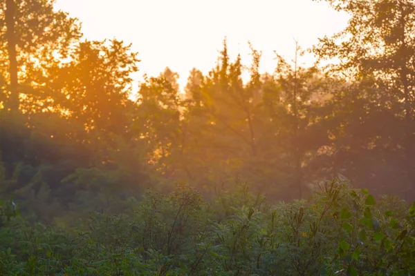 Nahaufnahme Sommer Waldlichtung Bei Sonnenaufgang Hintergrund Freien — Stockfoto