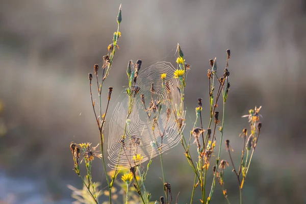Yakın Plan Örümceği Ağda Oturur Sabahın Erken Saatlerinde Çayırda — Stok fotoğraf