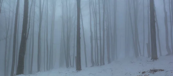 Autunno Faggio Foresta Una Nebbia Tranquillo Sfondo Nebbioso — Foto Stock