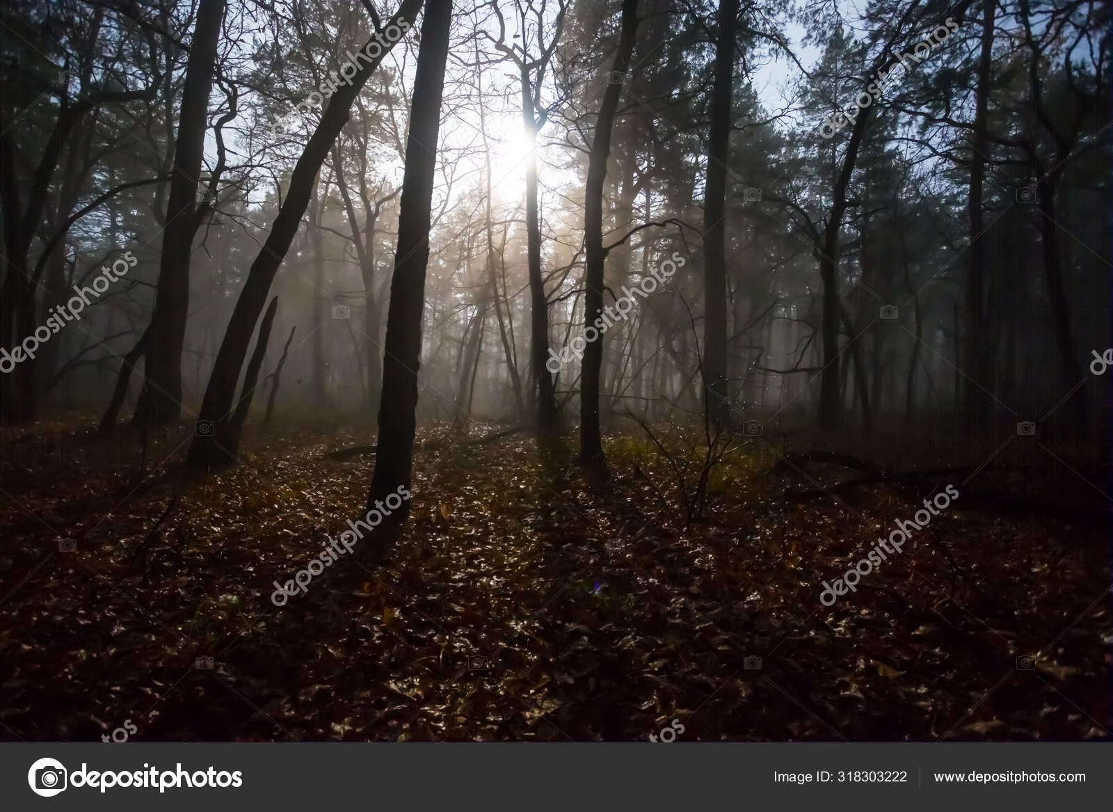 안개낀 안개낀 아래서 — 스톡 사진 © york_76 #318303222, image size:1600x1167