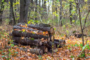 Sonbahar ormanlarında kuru yaprakların arasında çam yığını.