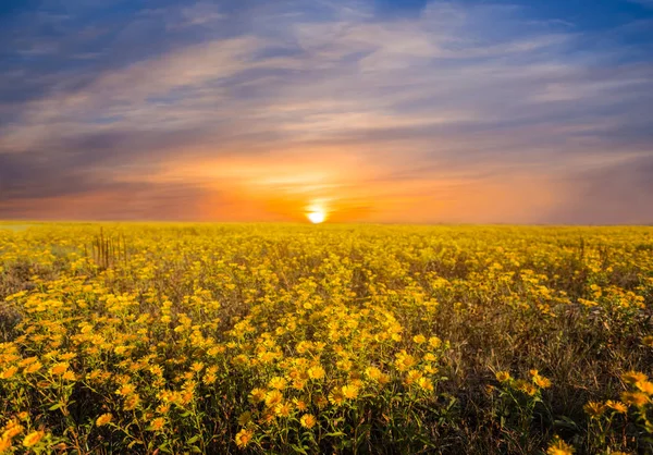 Fiori Prateria Selvatici Tramonto Scena All Aperto — Foto Stock