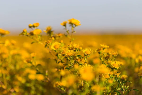 Gros Plan Jaune Prairie Sauvage Fleurs Automne Fond Extérieur — Photo