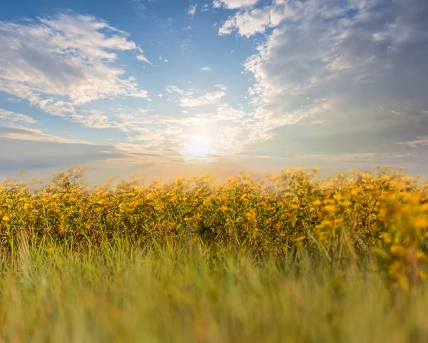 Fiori Prateria Selvatici Tramonto Scena All Aperto — Foto Stock