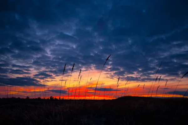 Silhouette Herbe Sur Fond Sombre Dramatique Ciel Soir Scène Prairie — Photo