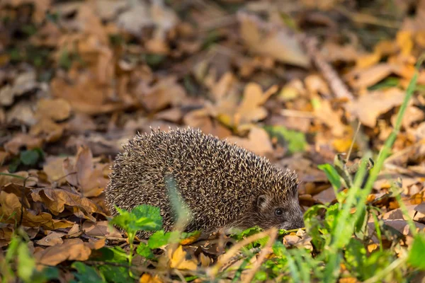 Closeup Little Hedgehog Swarming Dry Leaves Autumn Outdoor Scene — Stock Photo, Image