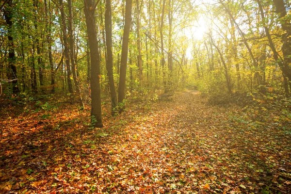 Schöne Herbstliche Waldlichtung Bedeckt Von Trockenen Blättern Licht Der Abendsonne — Stockfoto