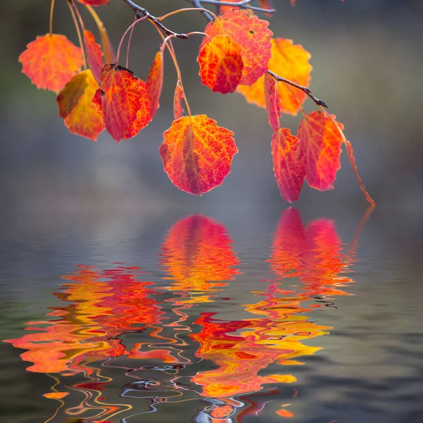 Tremble Rouge Branche Arbre Automne Reflétée Dans Une Eau Fond — Photo