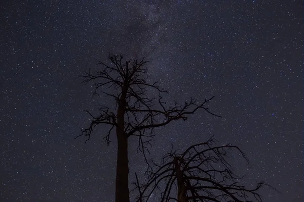 Sozinho Silhueta Árvore Seca Uma Noite Estrelado Céu Fundo — Fotografia de Stock