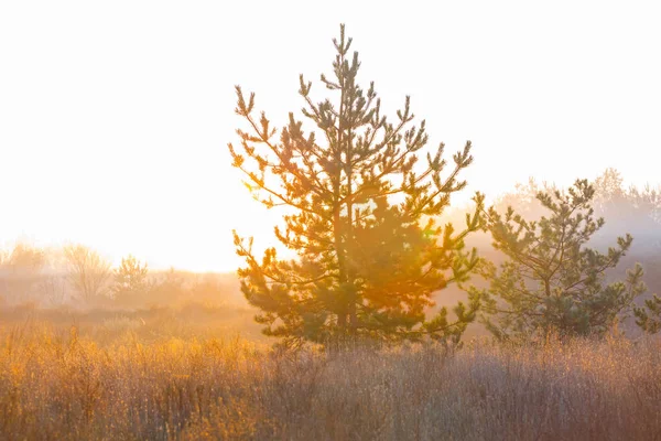 Sonbahar Ormanı Sabahın Erken Saatlerinde Gün Işığında Açılır — Stok fotoğraf
