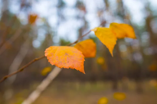 Nahaufnahme Rote Trockene Birke Herbst Ruhigen Wald Freien Hintergrund — Stockfoto