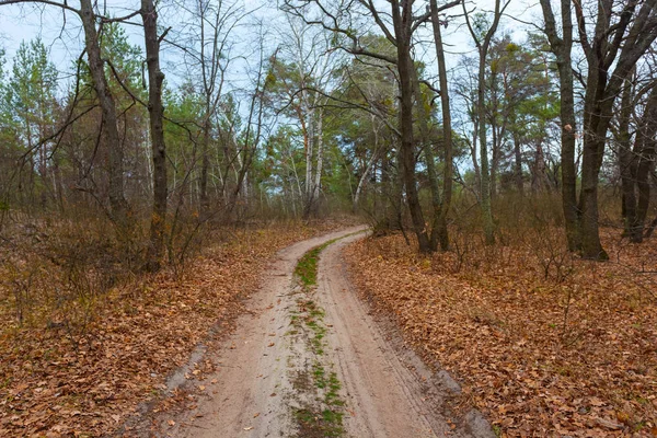 Strada Sterrata Attraverso Foresta Autunnale Con Foglie Secche Rosse — Foto Stock