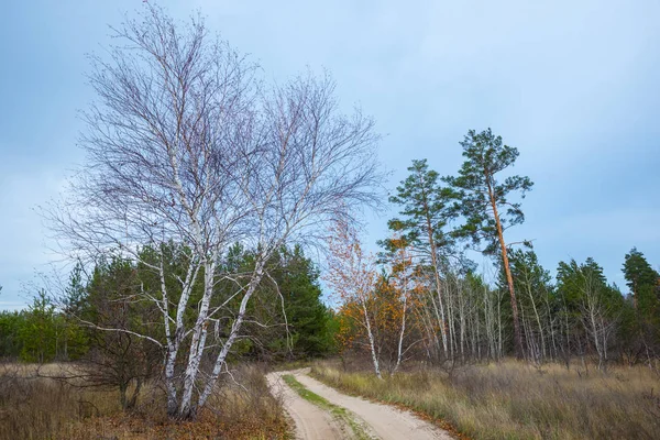 Sonbahar Ormanındaki Bir Yolun Yakınındaki Huş Ağacına Yakın — Stok fotoğraf