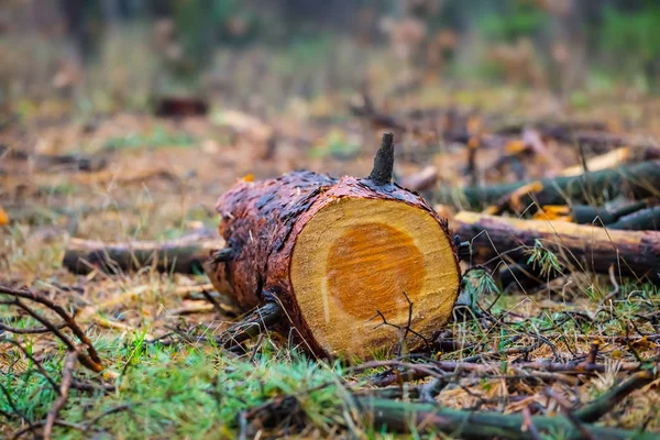 Yakın Plan Çam Ağacı Kütüğü Bir Ormanda Kereste Endüstrisinin Arka — Stok fotoğraf