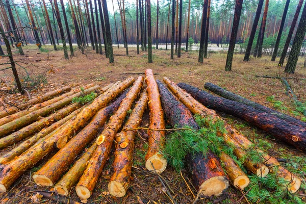 heap of pine tree log in a forest, outdoor deforestation scene