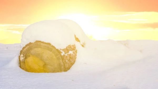 Closeup Cutted Pine Tree Log Lie Snow Sunset Background — Stock Photo, Image