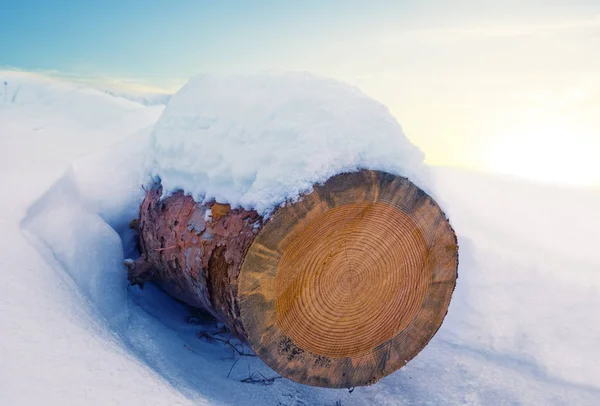 Nahaufnahme Umgesägte Kiefernstämme Liegen Schnee Vor Dem Hintergrund Des Sonnenuntergangs — Stockfoto