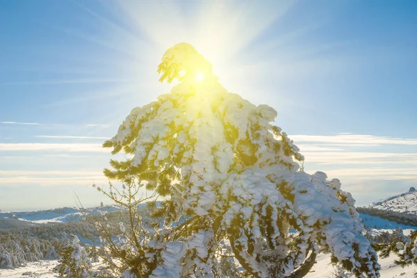 Крупним Планом Засніжена Сосна Світлі Іскрового Сонця — стокове фото