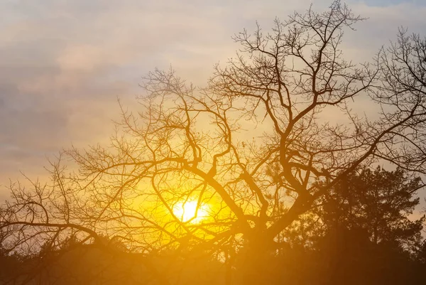 Yakın Plan Meşe Ağacı Silueti Akşam Güneşi Işığında Dramatik Günbatımı — Stok fotoğraf