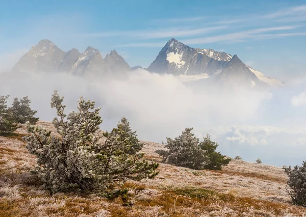 Kiefernwald Berghang Nebel Und Dichten Wolken — Stockfoto