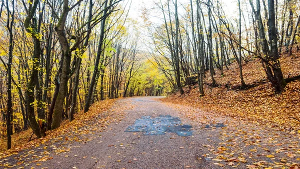 Asfaltová Cesta Podzimním Lese Pokrytá Červenými Suchými Listy — Stock fotografie