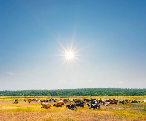 Stado Krów Wypasane Pastwisku Letni Słoneczny Dzień Scena Wiejska — Zdjęcie stockowe