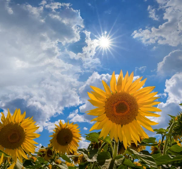 Summer Sunflower Field Light Sparkle Sun — Stock Photo, Image
