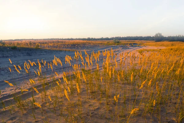 Sandige Prärie Bei Sonnenuntergang Abends Outdoor Szene — Stockfoto