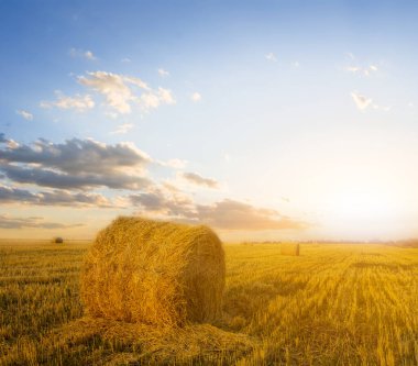 Yaz buğday tarlası gün batımından sonra, kırsal tarım akşam manzarası