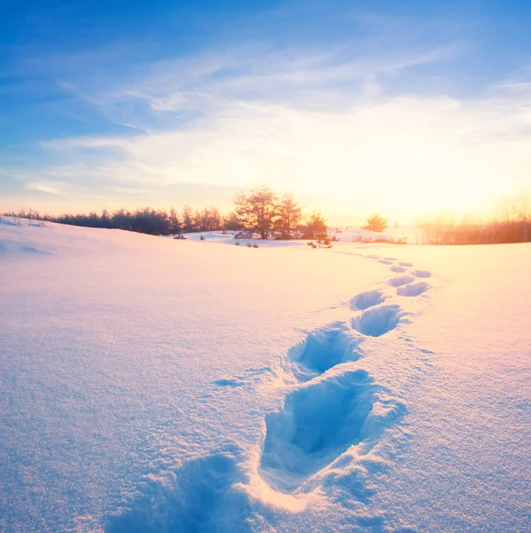 winter snowbound plain with human track at  the sunset, outdoor hiking background