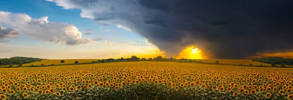 Vacker Bred Solrosfält Vid Den Dramatiska Solnedgången Panorama — Stockfoto